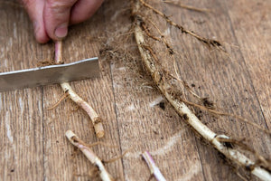 Mint Root