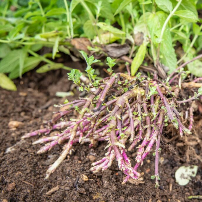 Mint Roots