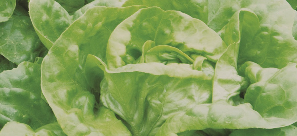 Mirla Lettuce