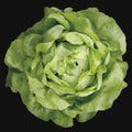 Mirlo Lettuce
