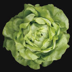 Mirlo Lettuce