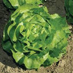 Mirlo Lettuce