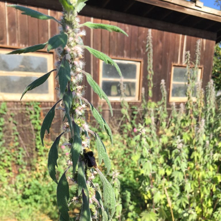 Motherwort