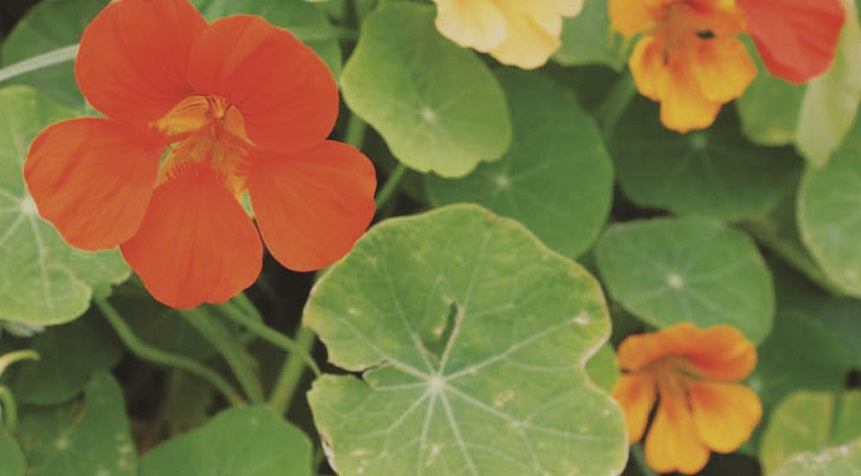 Nasturtium