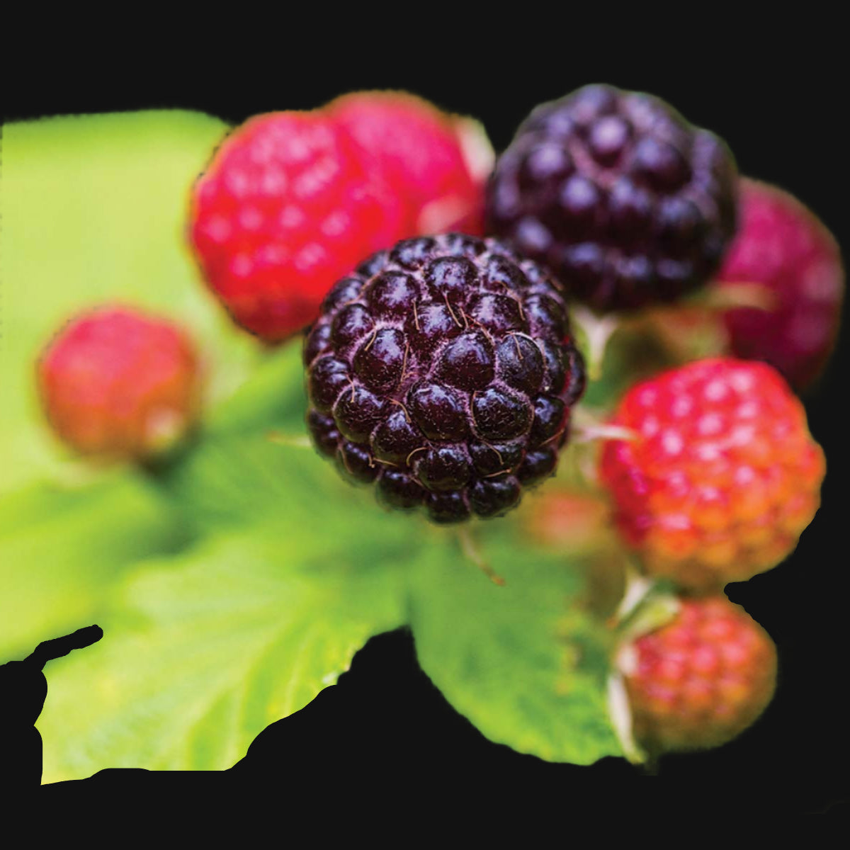 100% Canadian harvested Black Cap Raspberry Seeds – Metchosin Farm