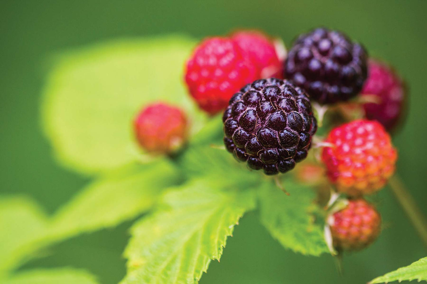 Black Cap Raspberry Seeds