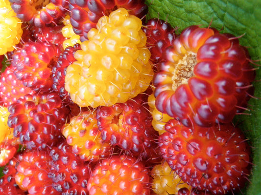 Salmonberry