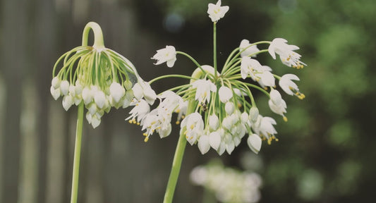 Nodding Onion