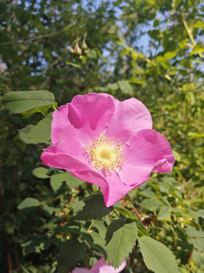 Nootka Rose