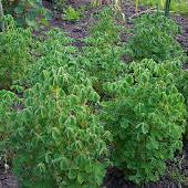 Oca or New Zealand Yam Plants