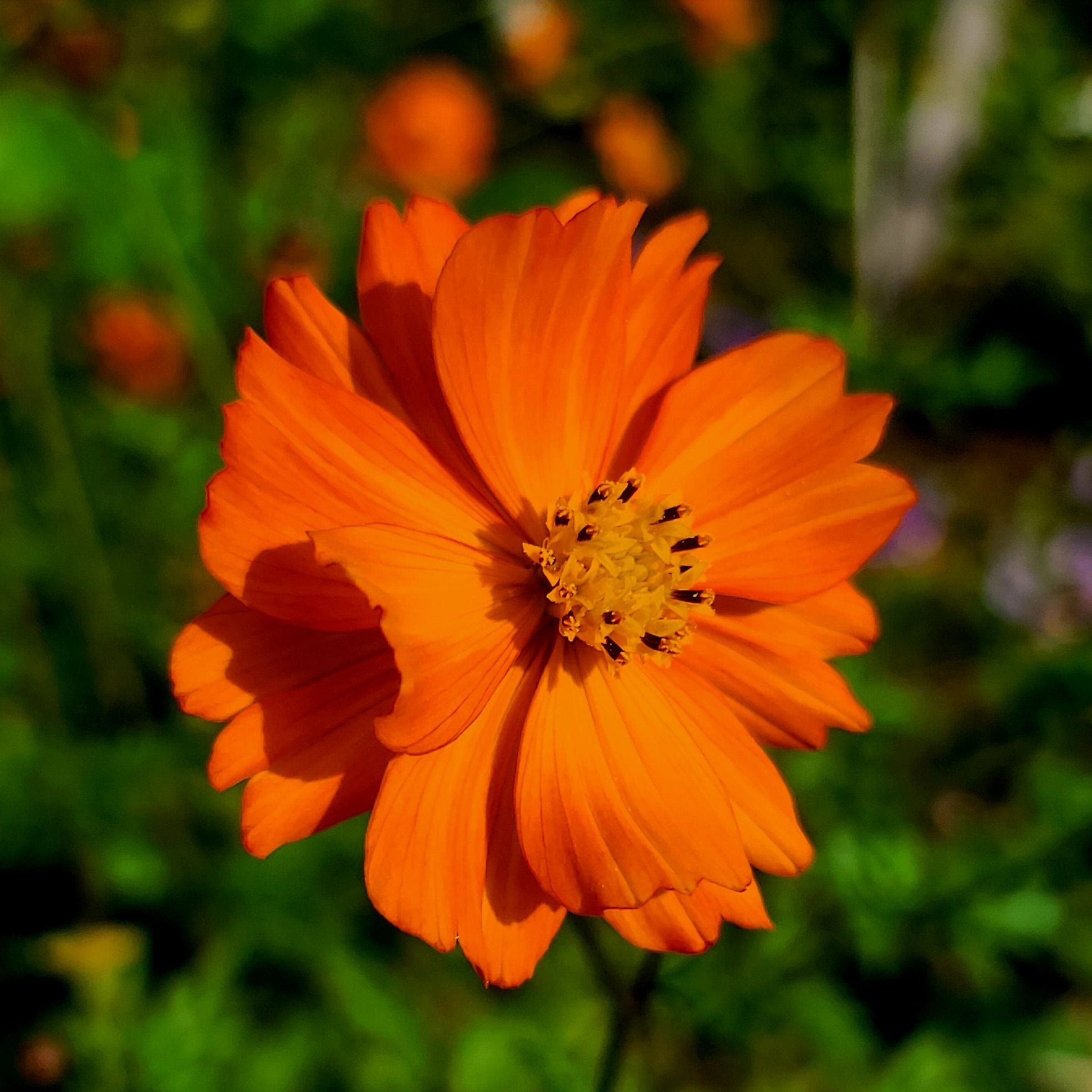 Orange Cosmos