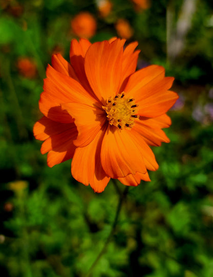 Orange Cosmos