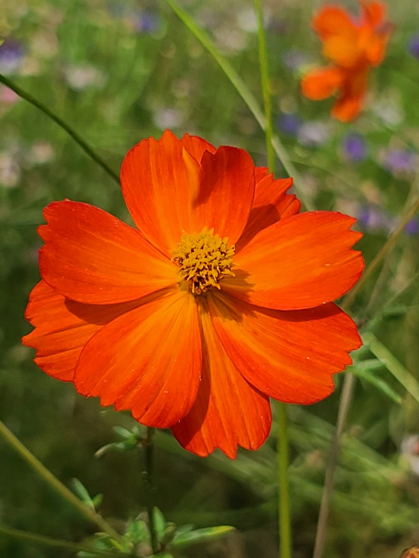 Orange Cosmos