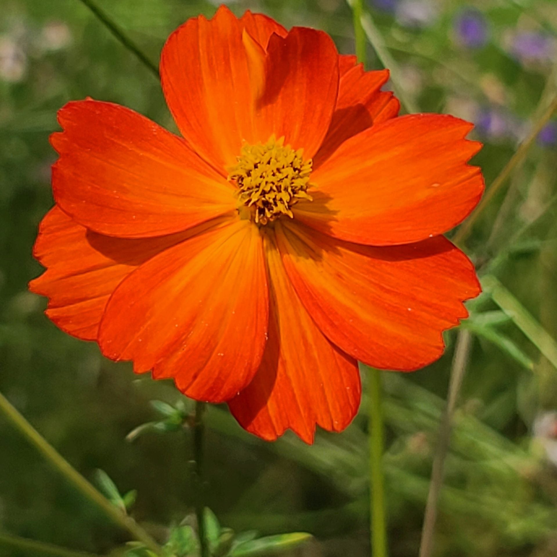 Orange Cosmos