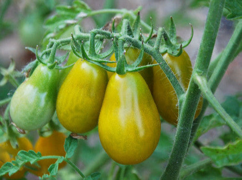 Giant Orange Pear Tomato