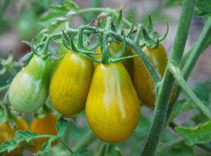 Giant Orange Pear Tomato