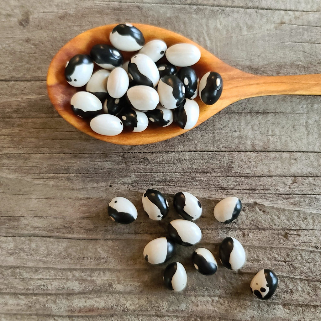 Orca Bush Beans