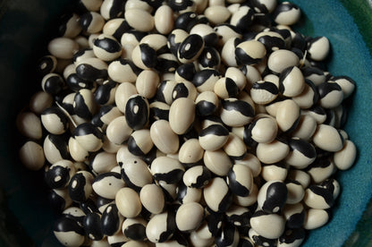 Orca Bush Bean