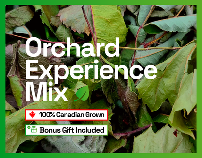 Hamster Treat & Forager Organic Orchard Experience Mix