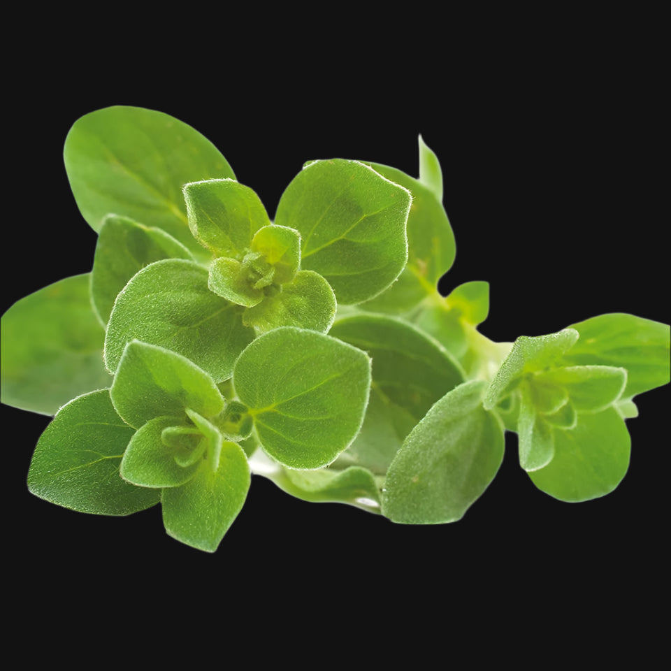 Oregano