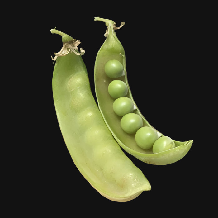 Oregon Sugar Pod Pea