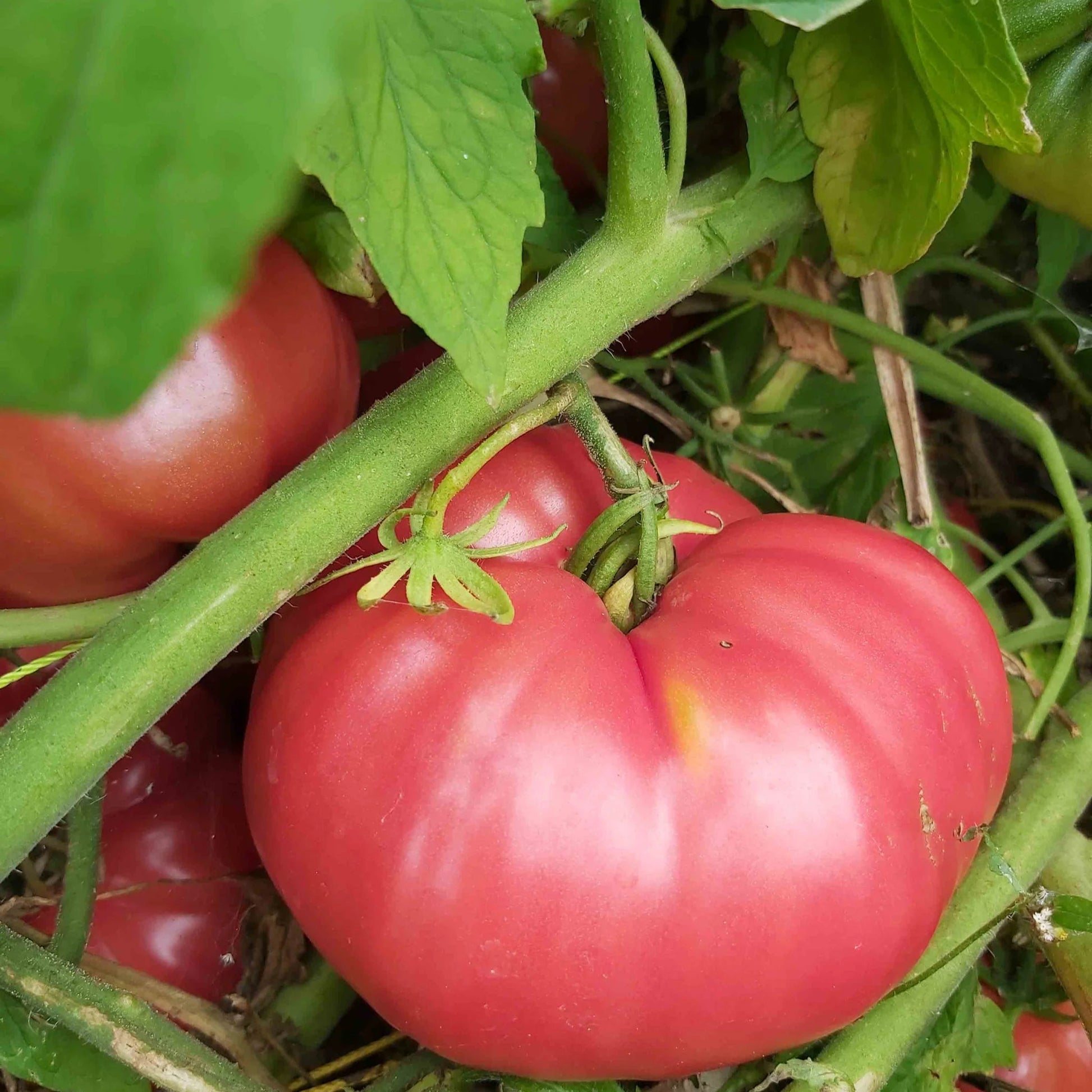 Oxheart Tomato