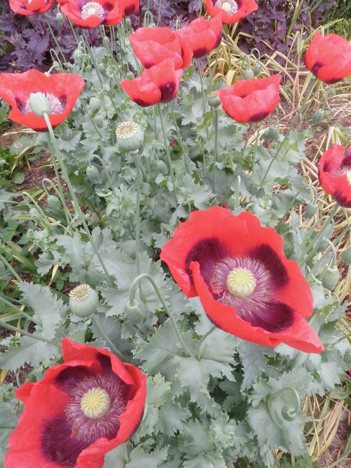 Opium Poppy