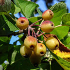 Pacific Crab Apple