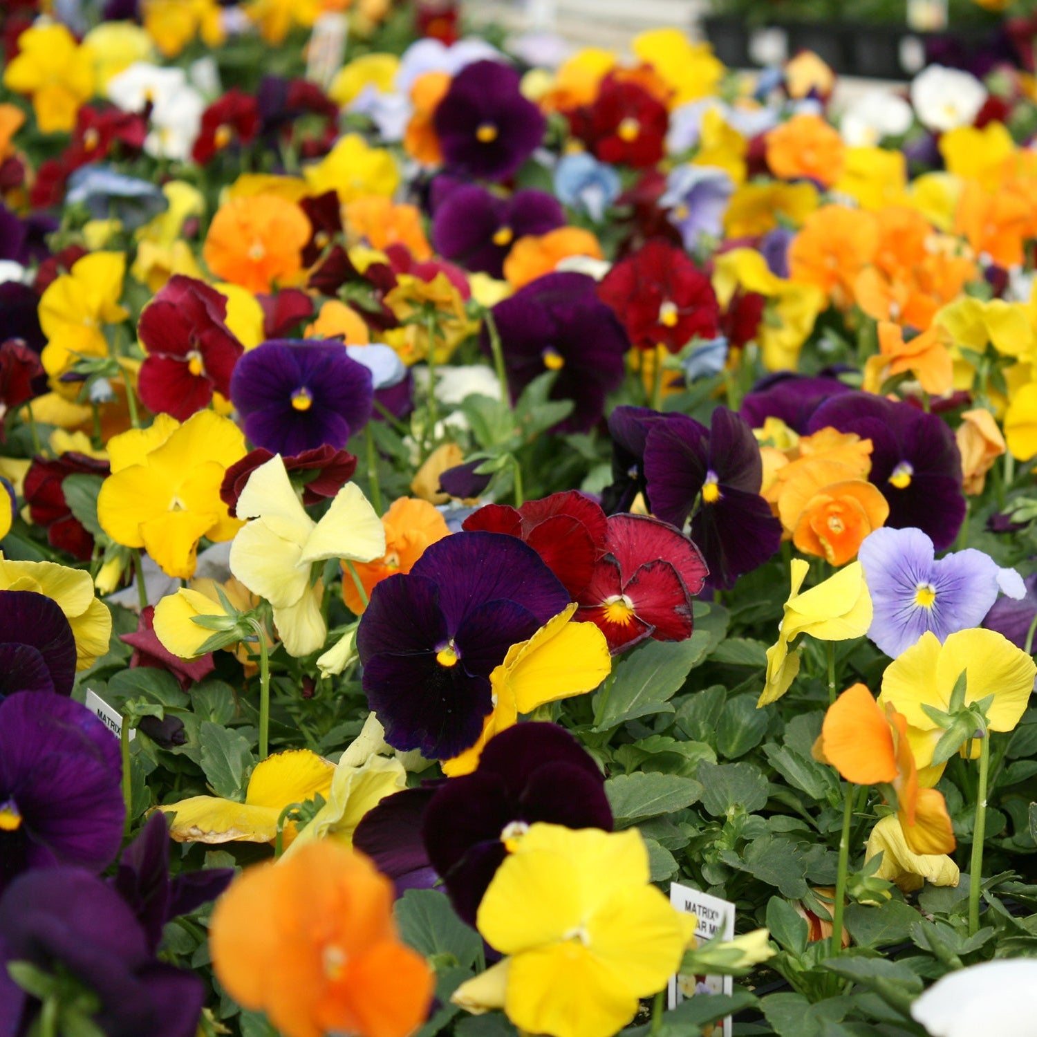 Pansy