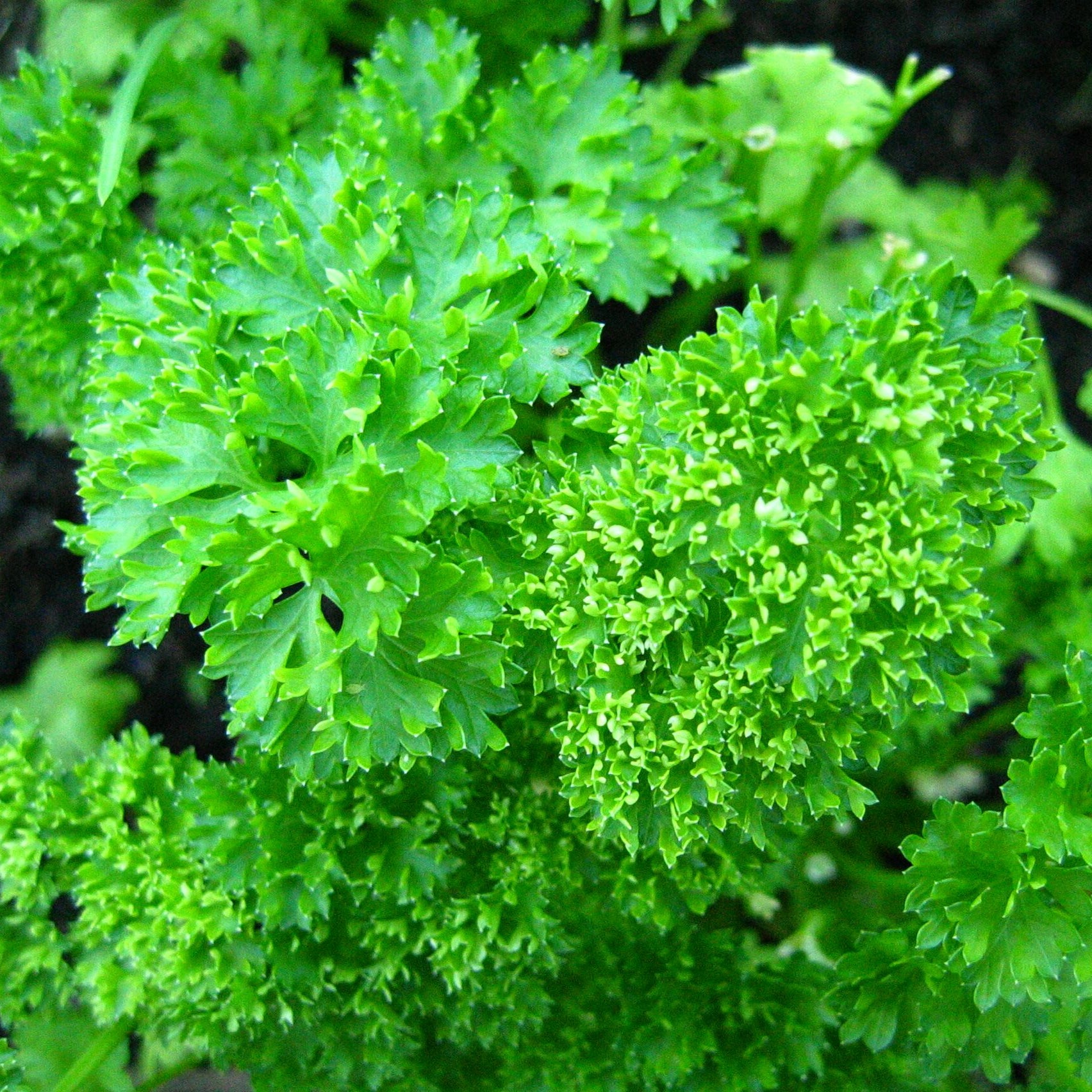 Parsley