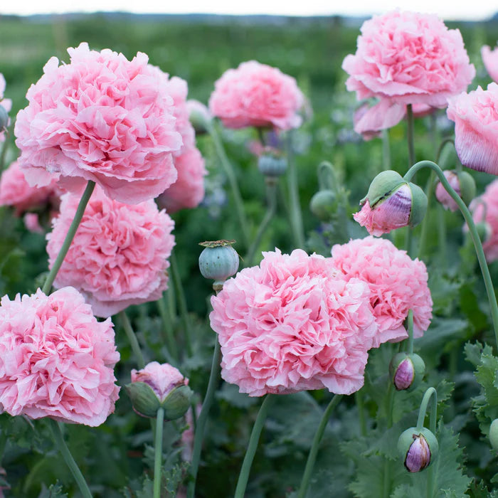 Peony Poppy