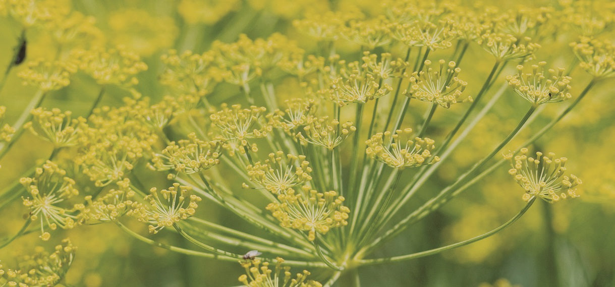 Perennial Fennel