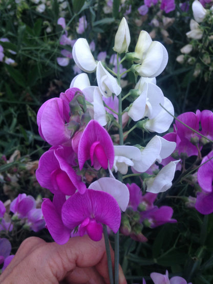 Perennial Sweet Pea