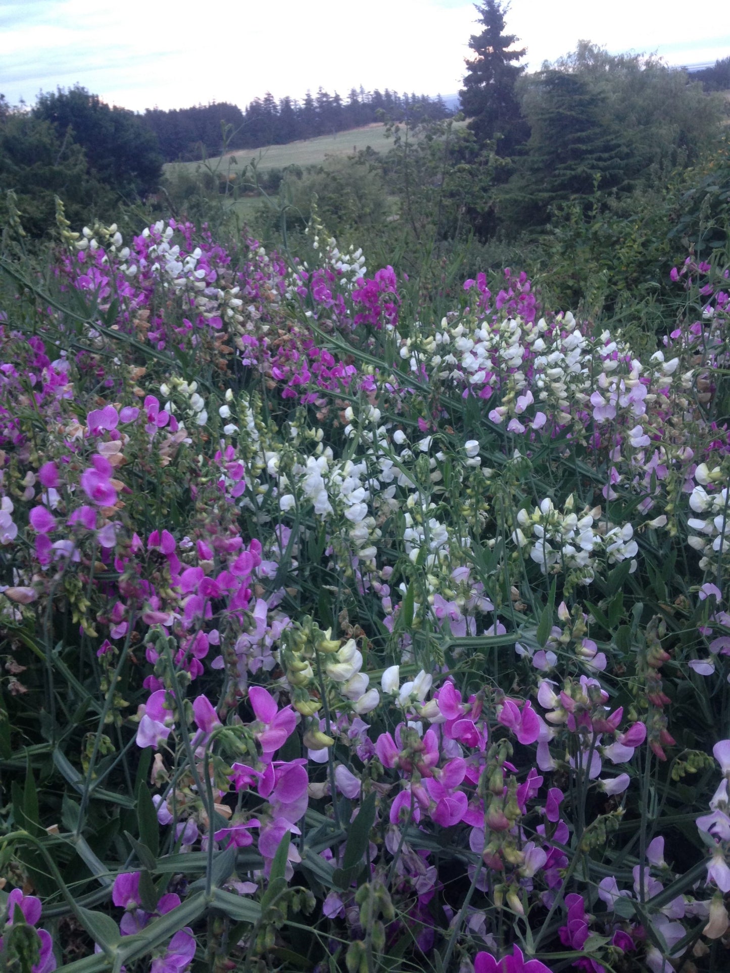 Perennial Sweet Pea