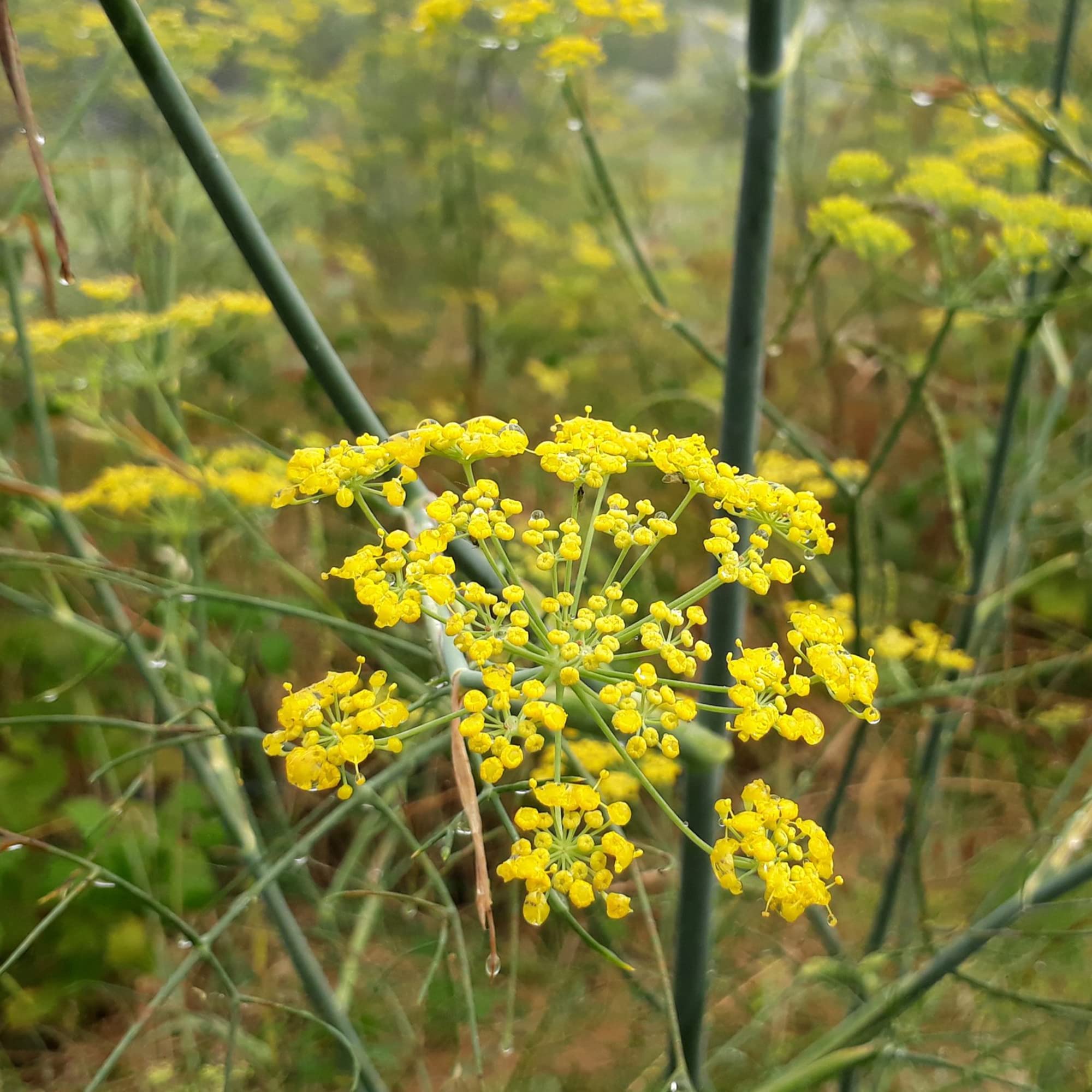 Perennial Fennel