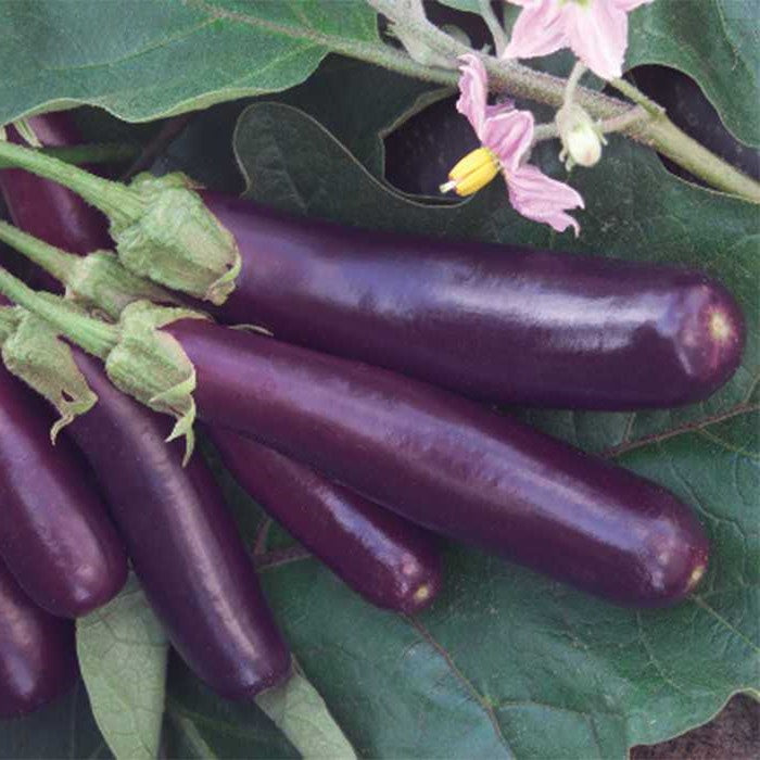 Ping Tung Eggplant