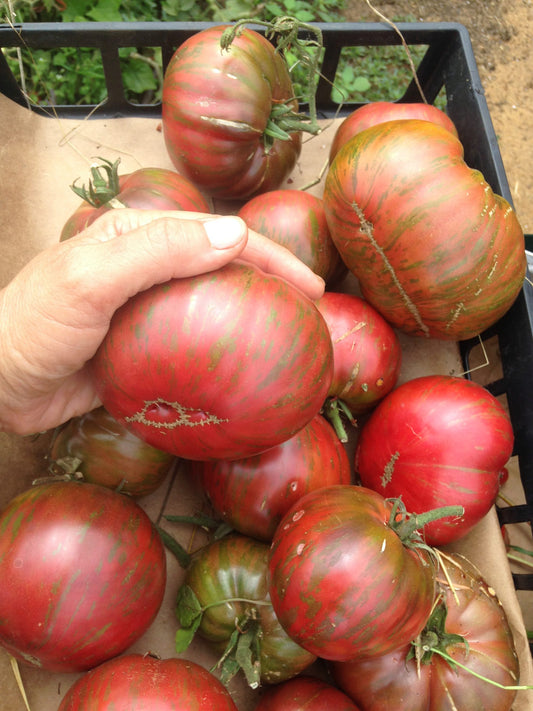 Pink Berkeley Beefsteak Tomato