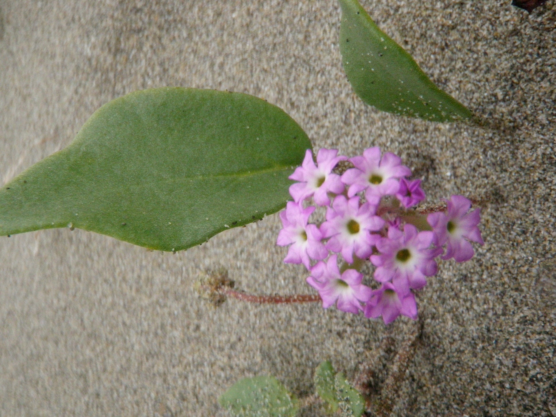 Pink Sand Verbena