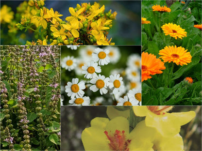 The Plant Medicine Collection