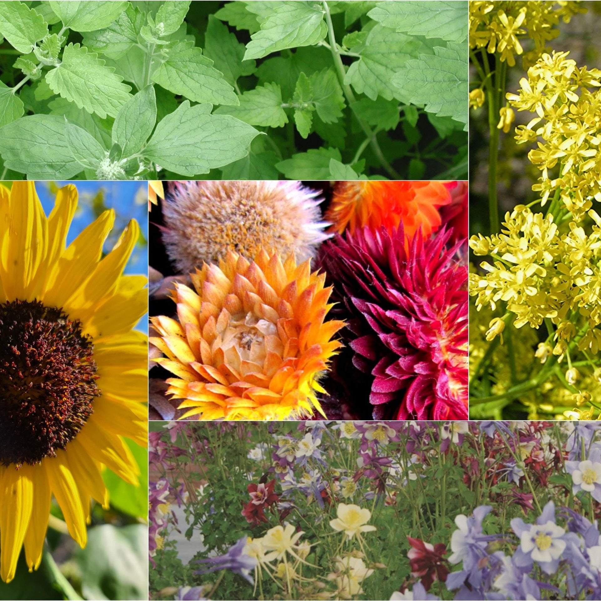 100% Canadian Grown Pollinators Paradise Collection Seeds – Metchosin Farm