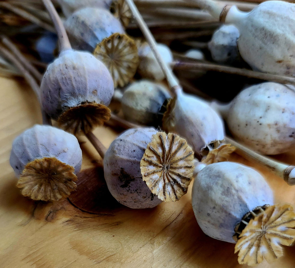 Dried Poppy Pods