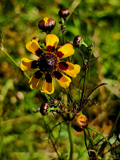 Prairie Coreopsis