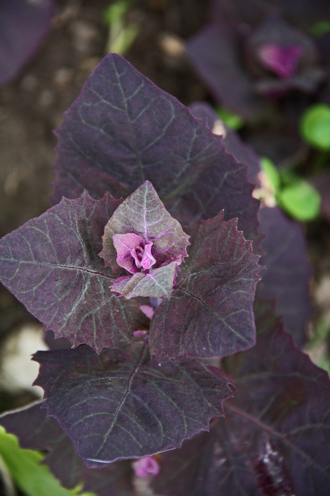 Purple Orach