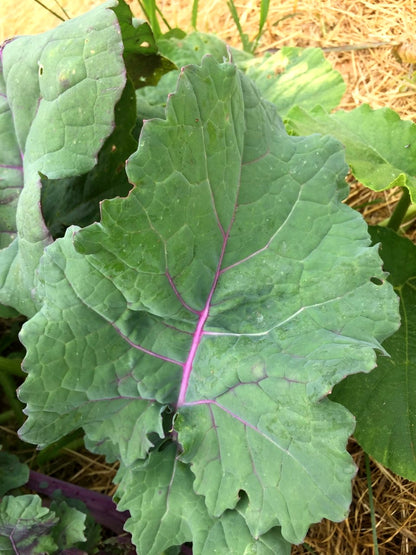 Purple Soft Leaf Kale