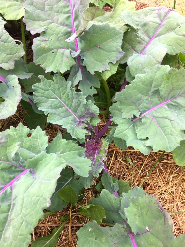 Purple Soft Leaf Kale