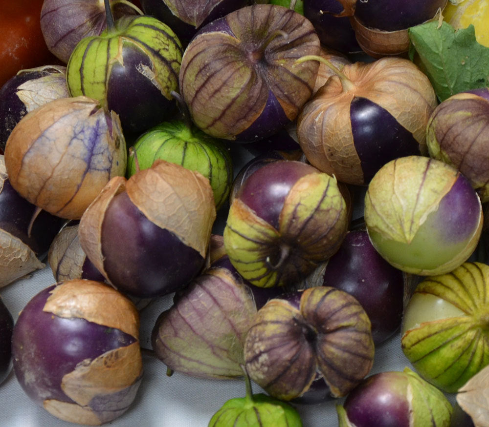 Purple Tomatillo