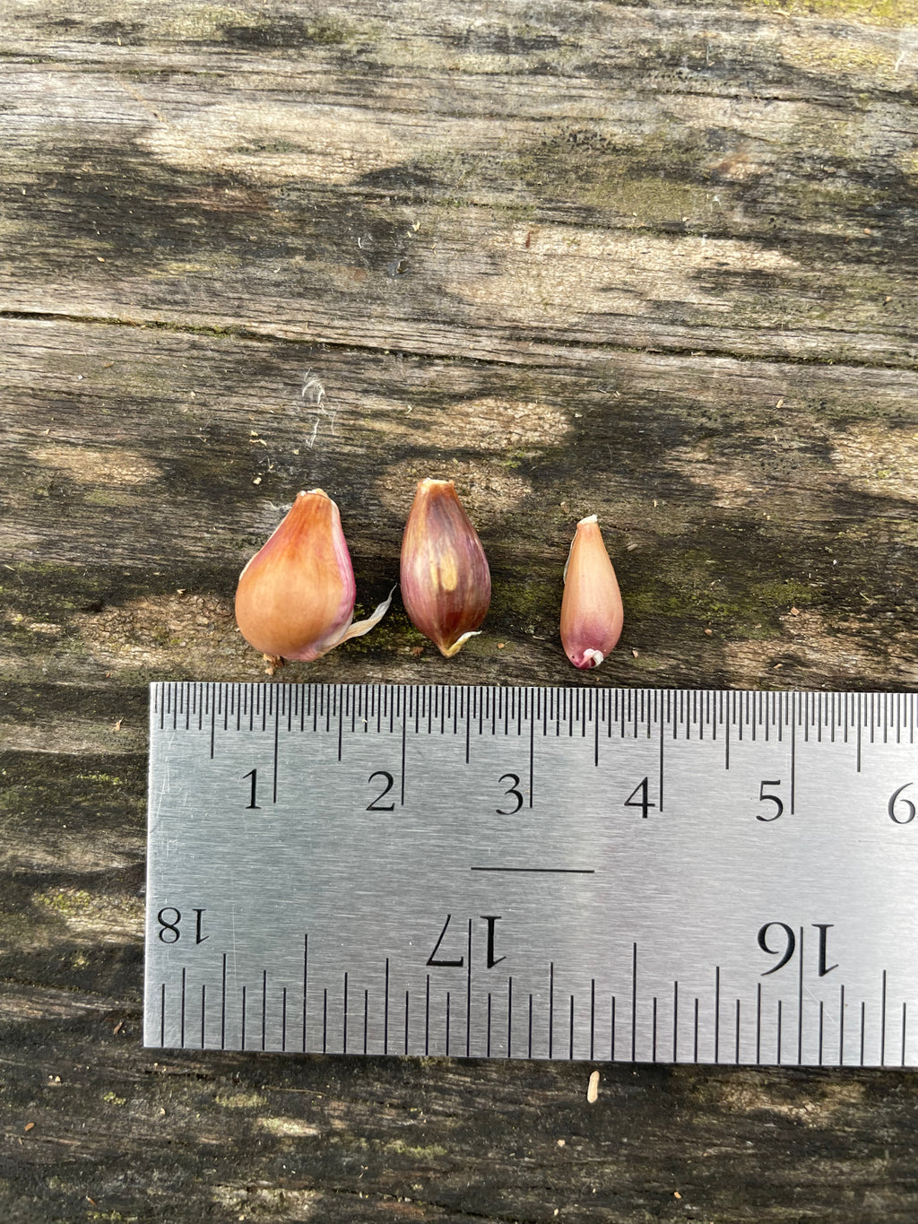 Purple Russian Bulbils