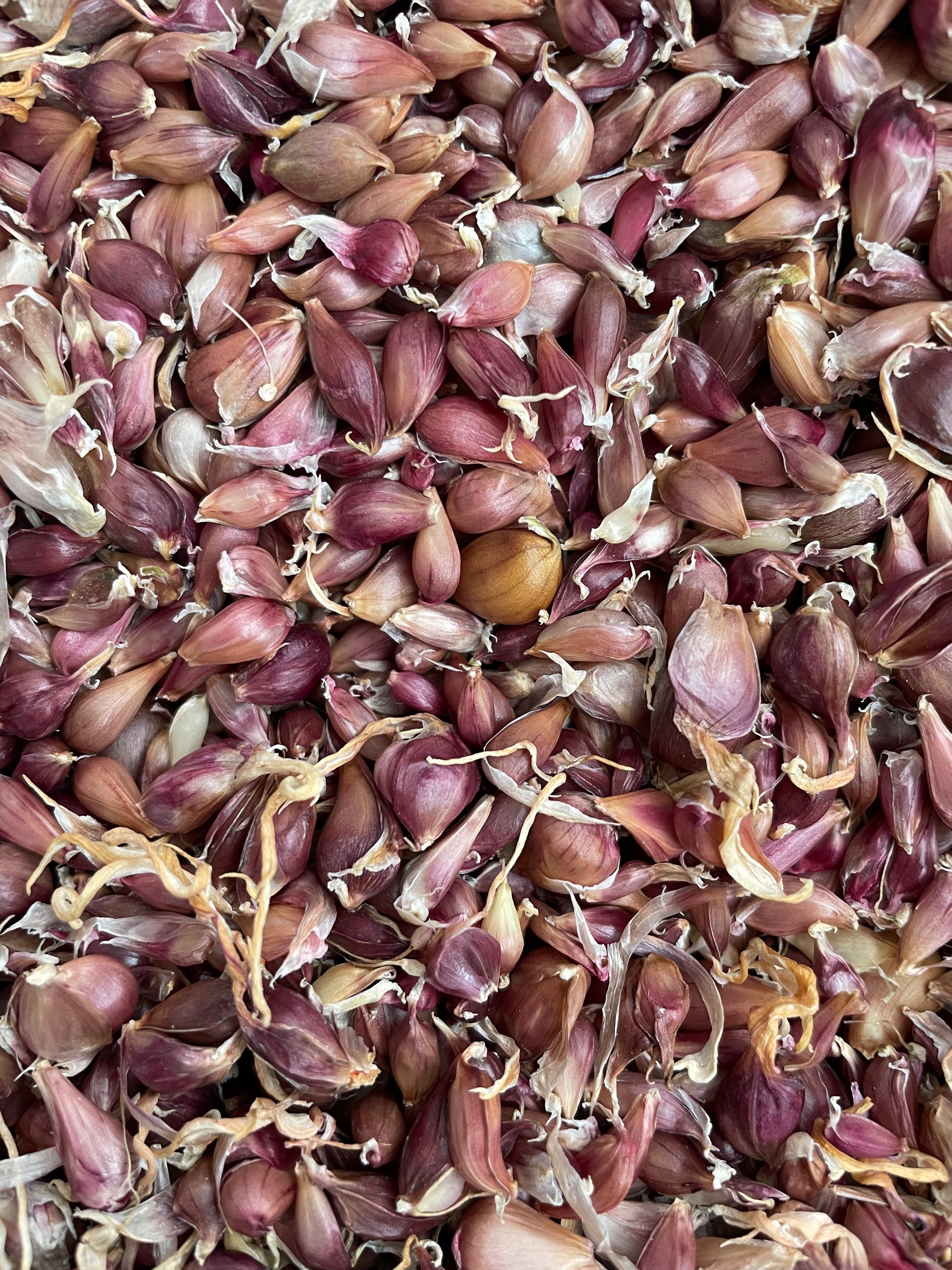 100% Canadian Grown Purple Russian Garlic Bulbils – Metchosin Farm