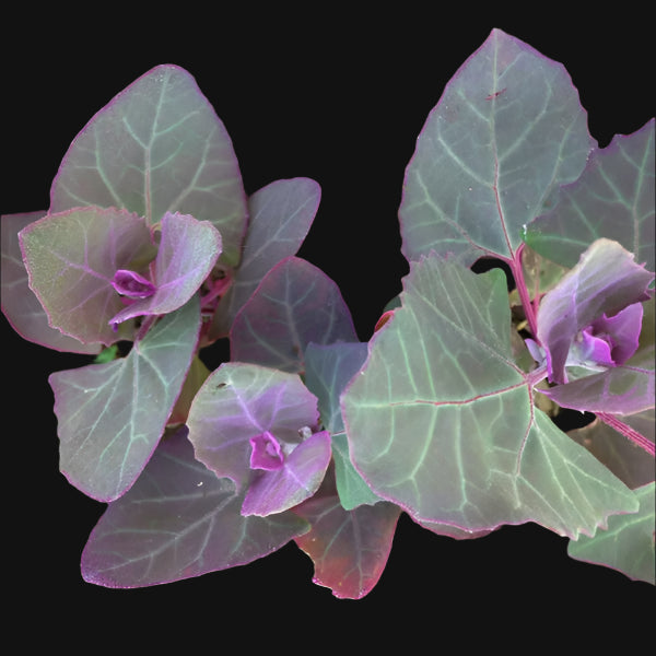 Orach Purple Heirloom Seeds – 100+ Premium Organic Seeds – Grown In USA – Cold-Hardy Spinach Alternative