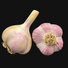 Purple Russian Garlic Black background